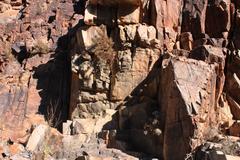 Jamesbrittenia ramosissima