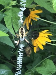 Argiope aurantia