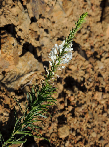 Selago Selago elongata · iNaturalist