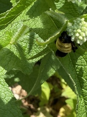 Bombus fervidus