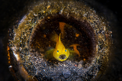 Lubricogobius exiguus