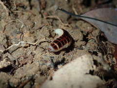 Stenocladius bicoloripes