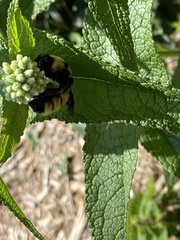 Bombus fervidus