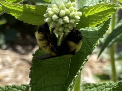 Bombus fervidus