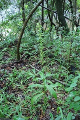 Habenaria malacophylla