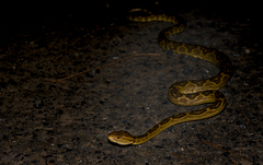 Protobothrops flavoviridis