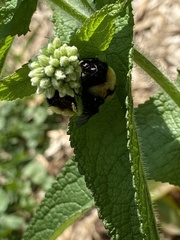 Bombus fervidus
