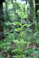 Habenaria malacophylla