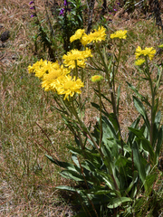Hymenoxys integrifolia