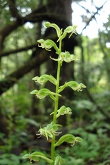 Habenaria malacophylla