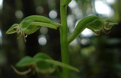 Habenaria malacophylla