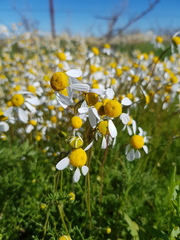 Foveolina tenella