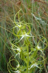 Habenaria cornuta