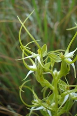Habenaria cornuta