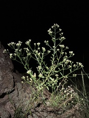 Baccharis thesioides