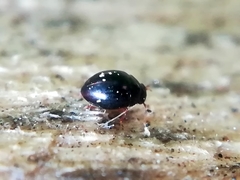 Megasternum concinnum