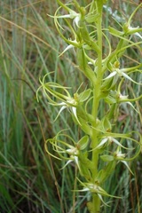 Habenaria cornuta
