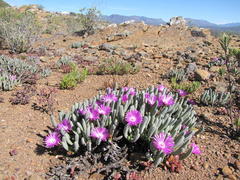 Brianhuntleya intrusa