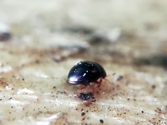 Megasternum concinnum