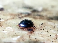 Megasternum concinnum