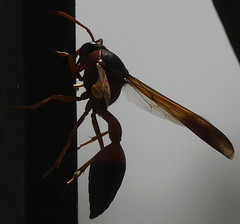 Delta dimidiatipenne