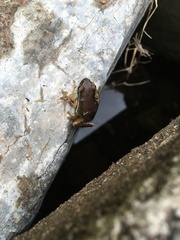Hyla euphorbiacea