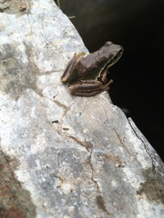 Hyla euphorbiacea