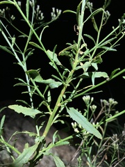 Baccharis thesioides