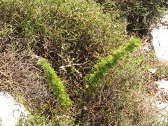 Asparagus stipulaceus