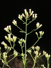 Baccharis thesioides