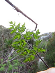 Cheilanthes capensis