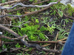 Cheilanthes capensis