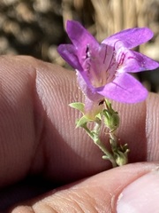 Penstemon californicus