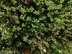 Thymus × citriodorus