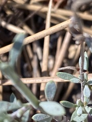 Penstemon californicus