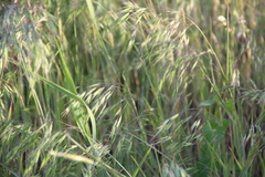 Bromus commutatus