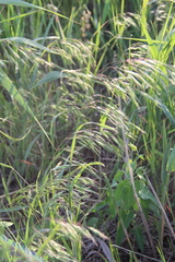 Bromus commutatus
