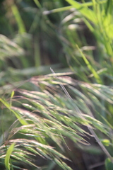 Bromus commutatus
