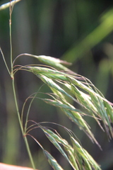 Bromus commutatus