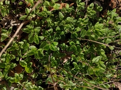 Origanum majorana