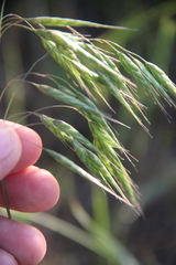Bromus commutatus