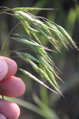 Bromus commutatus