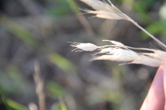 Bromus commutatus