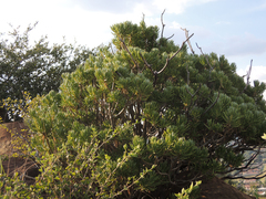 Senecio barbertonicus