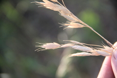 Bromus commutatus