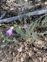 Penstemon californicus