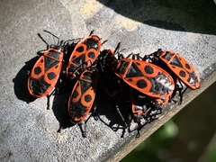 Pyrrhocoris apterus