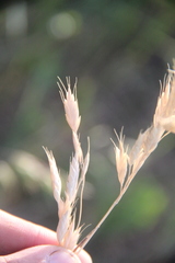 Bromus commutatus