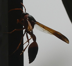 Delta dimidiatipenne