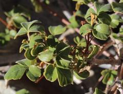 Commiphora capensis